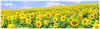 Sunflowers abound in June/July early August